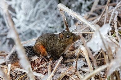 《战神：诸神黄昏》原声音乐派对 11月18日线上举办